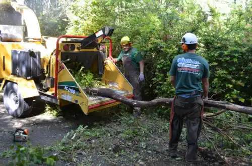 tree services Grovetown